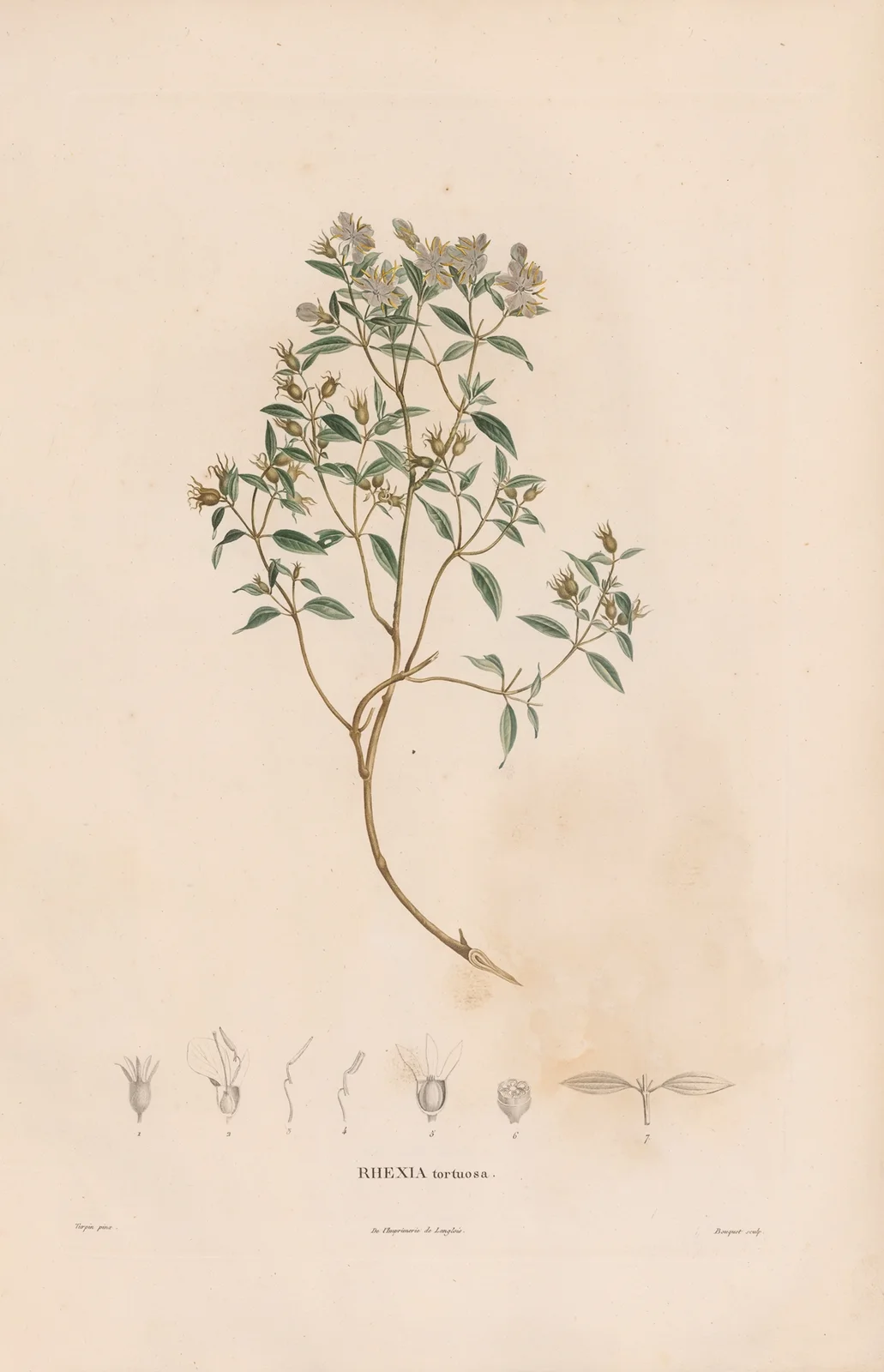 Botanique Pl.06 av Alexander von Humboldt