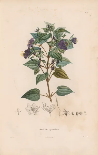 Botanique Pl.10 av Alexander von Humboldt