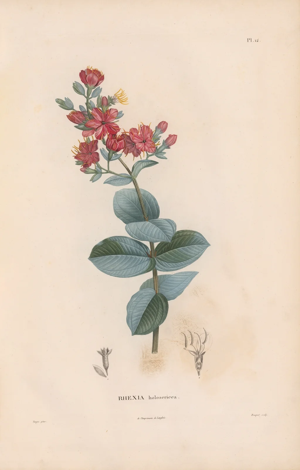 Botanique Pl.11 av Alexander von Humboldt