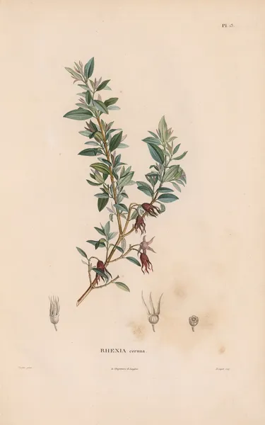 Botanique Pl.12 av Alexander von Humboldt