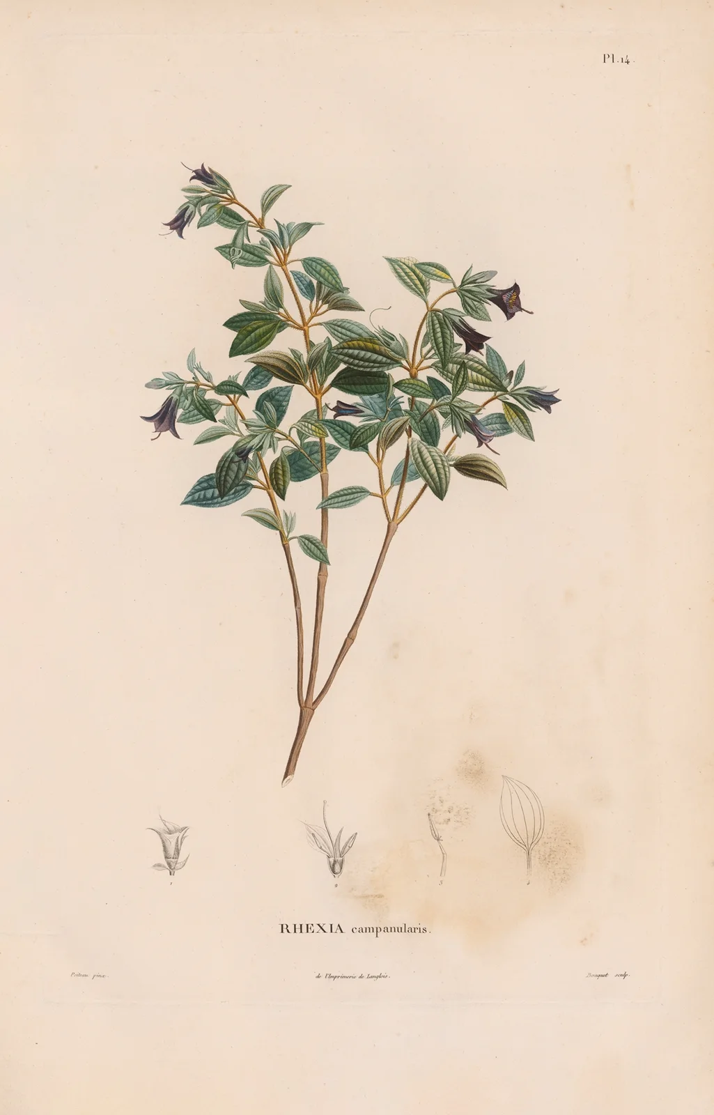 Botanique Pl.13 av Alexander von Humboldt
