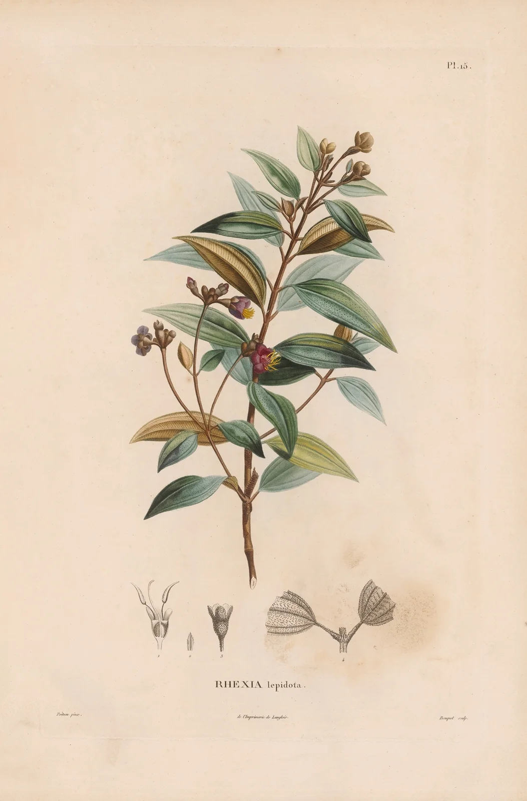 Botanique Pl.14 av Alexander von Humboldt