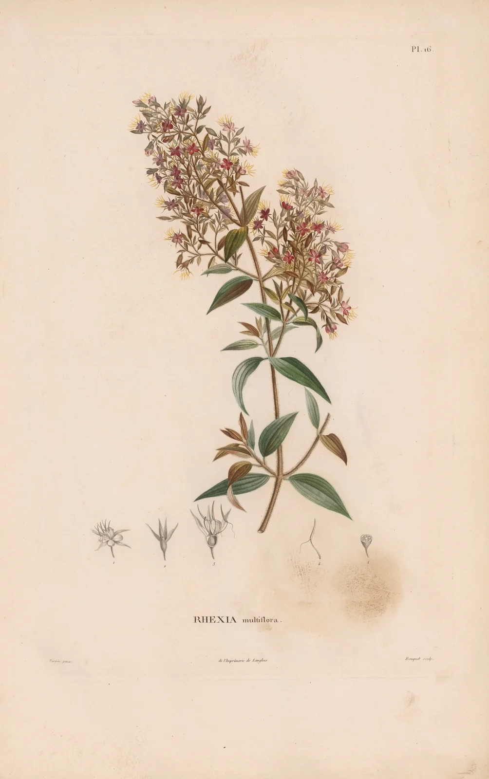 Botanique Pl.15 av Alexander von Humboldt