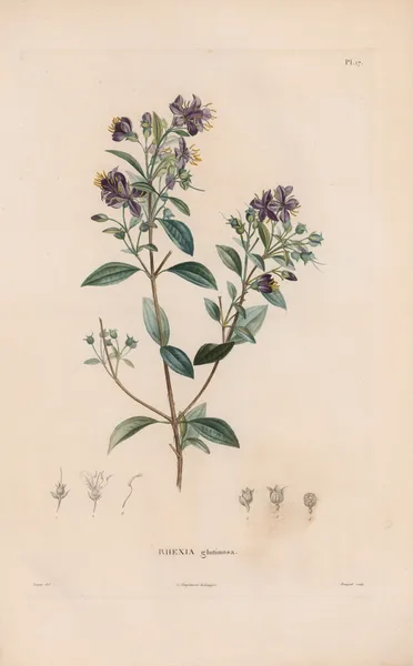 Botanique Pl.16 av Alexander von Humboldt