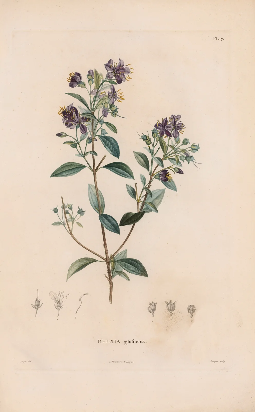 Botanique Pl.16 av Alexander von Humboldt