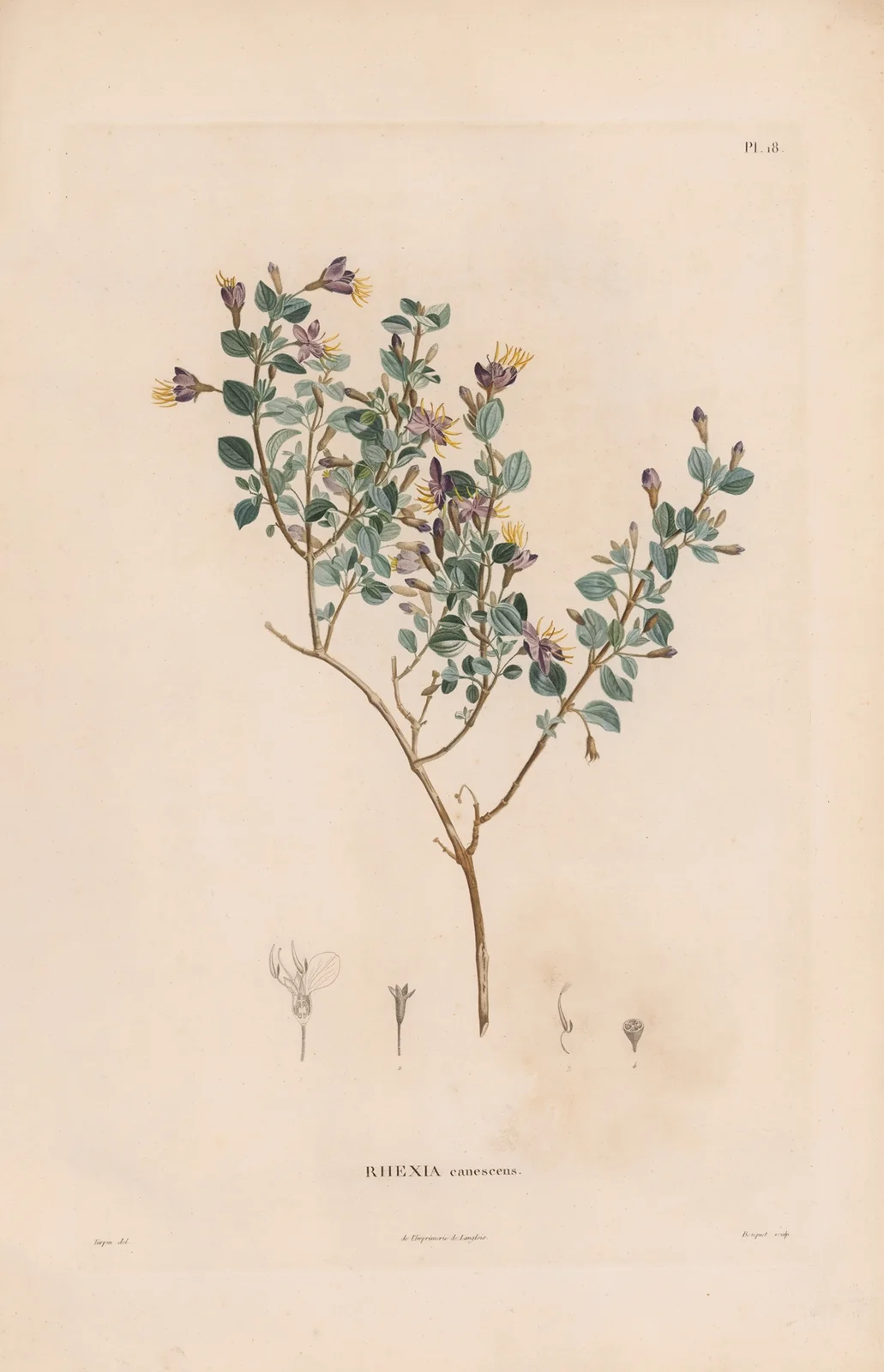 Botanique Pl.17 av Alexander von Humboldt