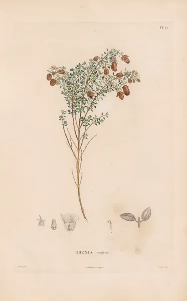 Botanique Pl.18 av Alexander von Humboldt