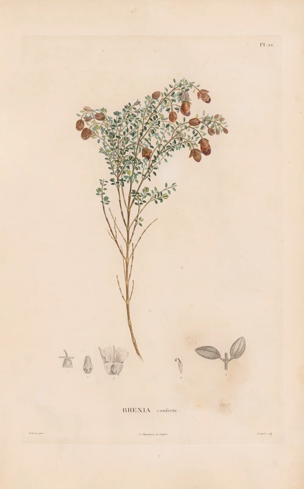 Botanique Pl.18 av Alexander von Humboldt