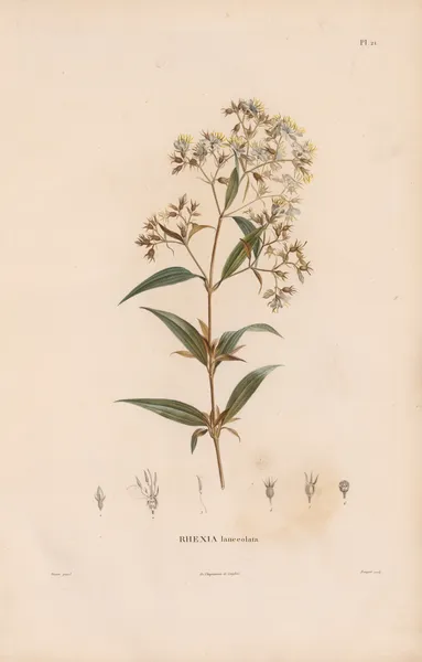 Botanique Pl.19 av Alexander von Humboldt