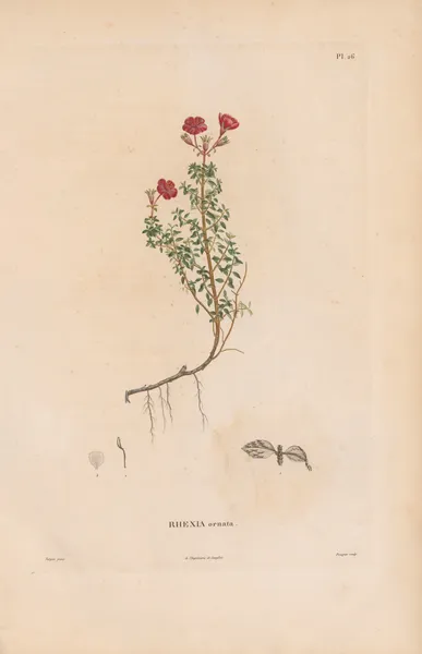 Botanique Pl.20 av Alexander von Humboldt