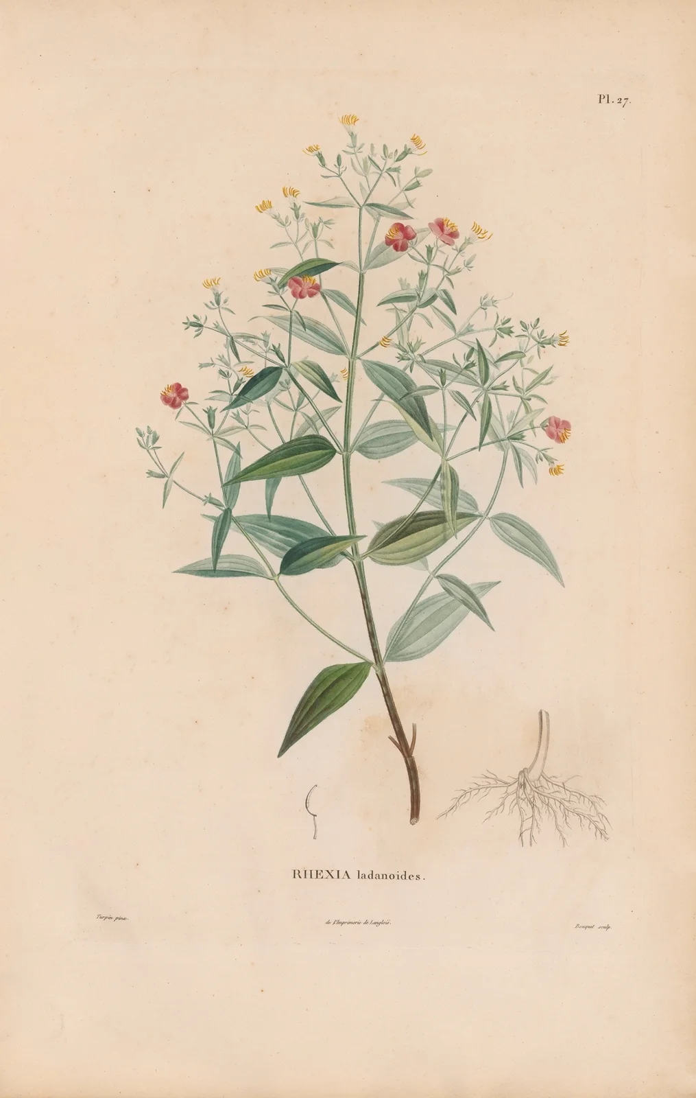 Botanique Pl.21 av Alexander von Humboldt