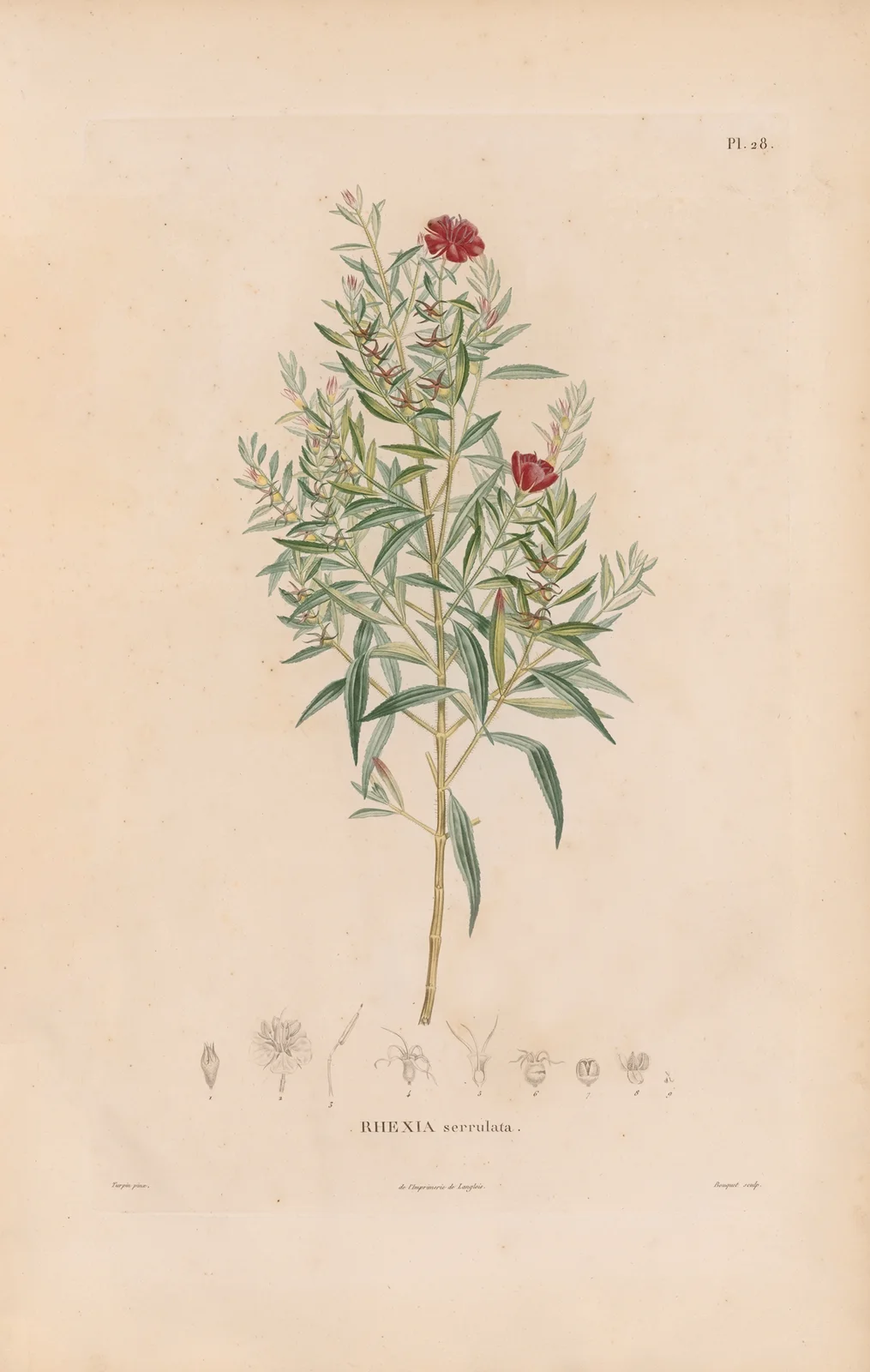 Botanique Pl.22 av Alexander von Humboldt