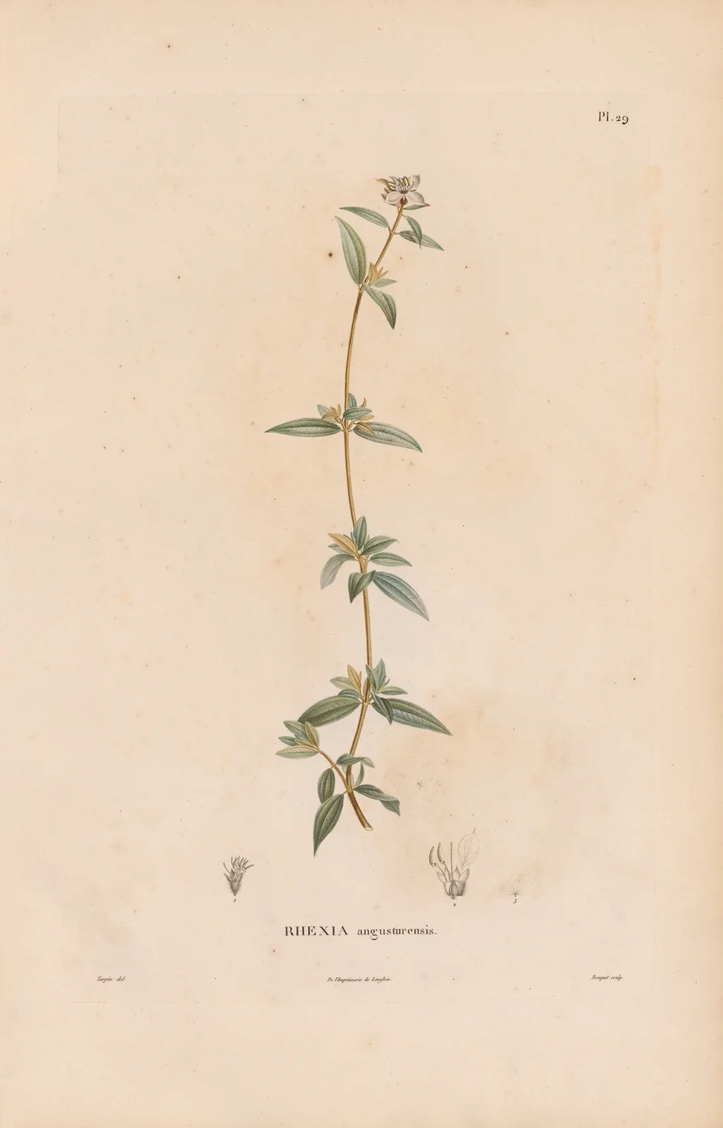 Botanique Pl.23 av Alexander von Humboldt