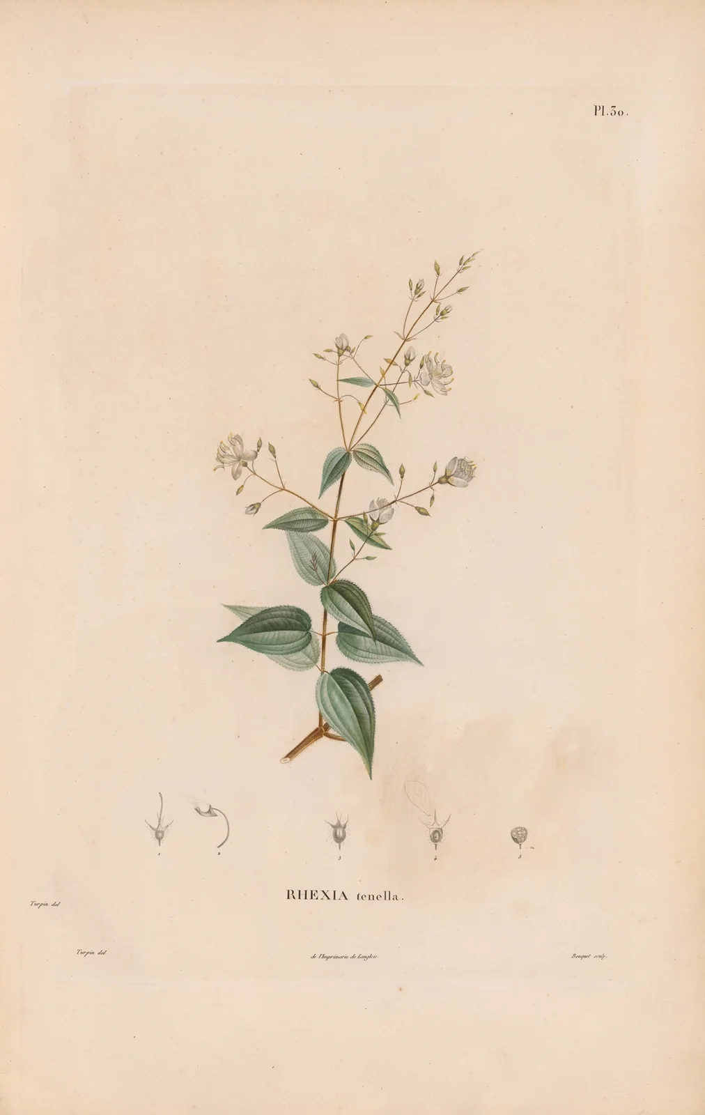 Botanique Pl.24 av Alexander von Humboldt
