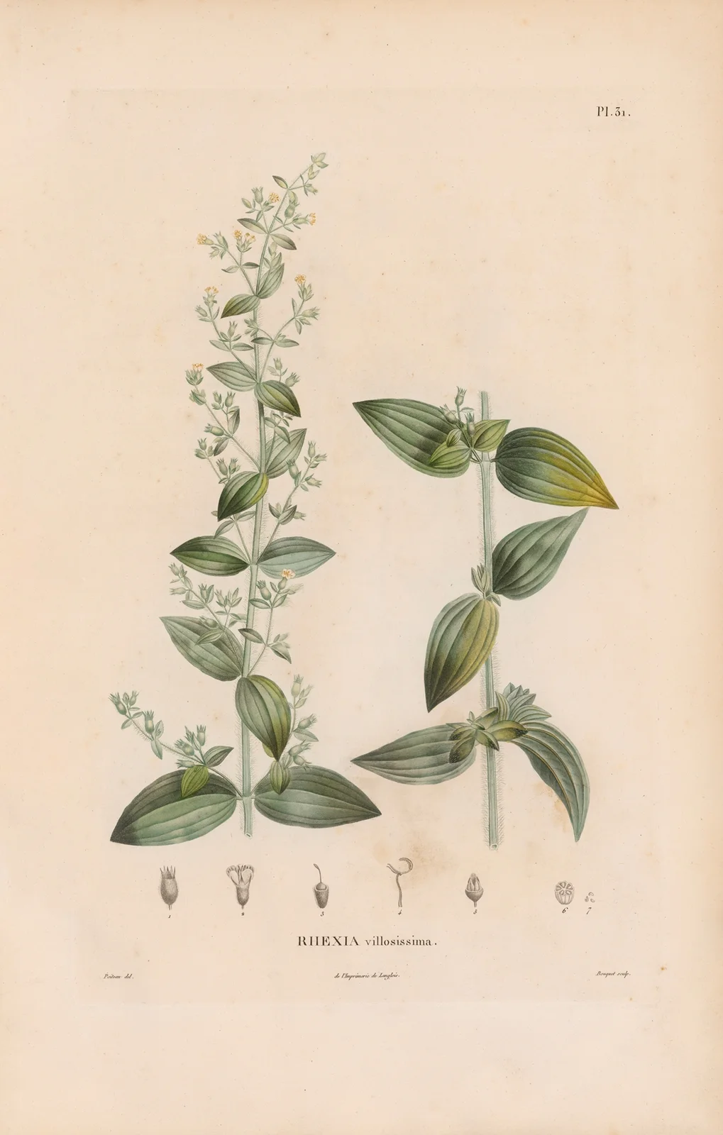 Botanique Pl.25 av Alexander von Humboldt