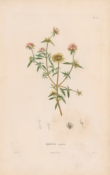 Botanique Pl.26 av Alexander von Humboldt