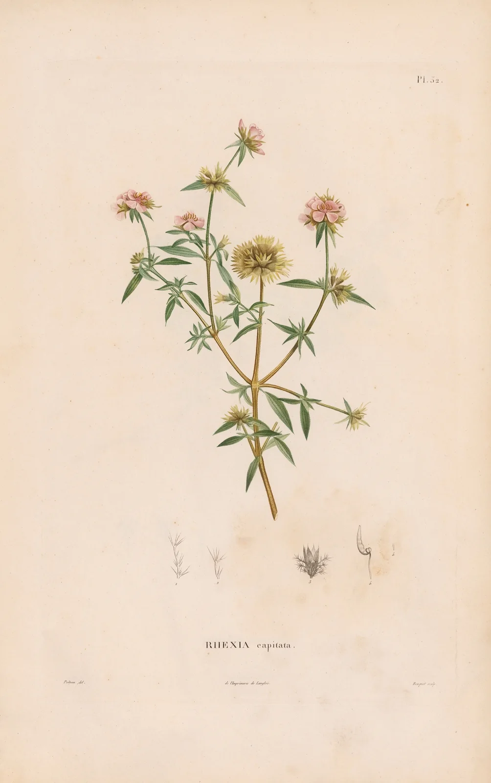 Botanique Pl.26 av Alexander von Humboldt