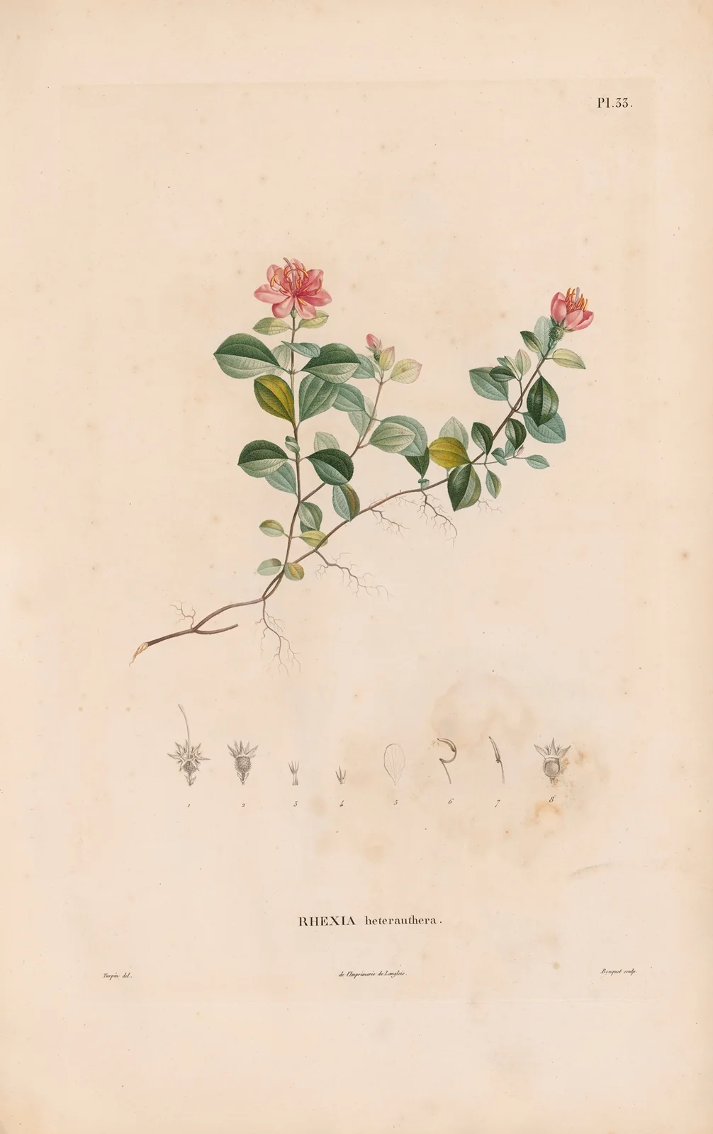Botanique Pl.27 av Alexander von Humboldt