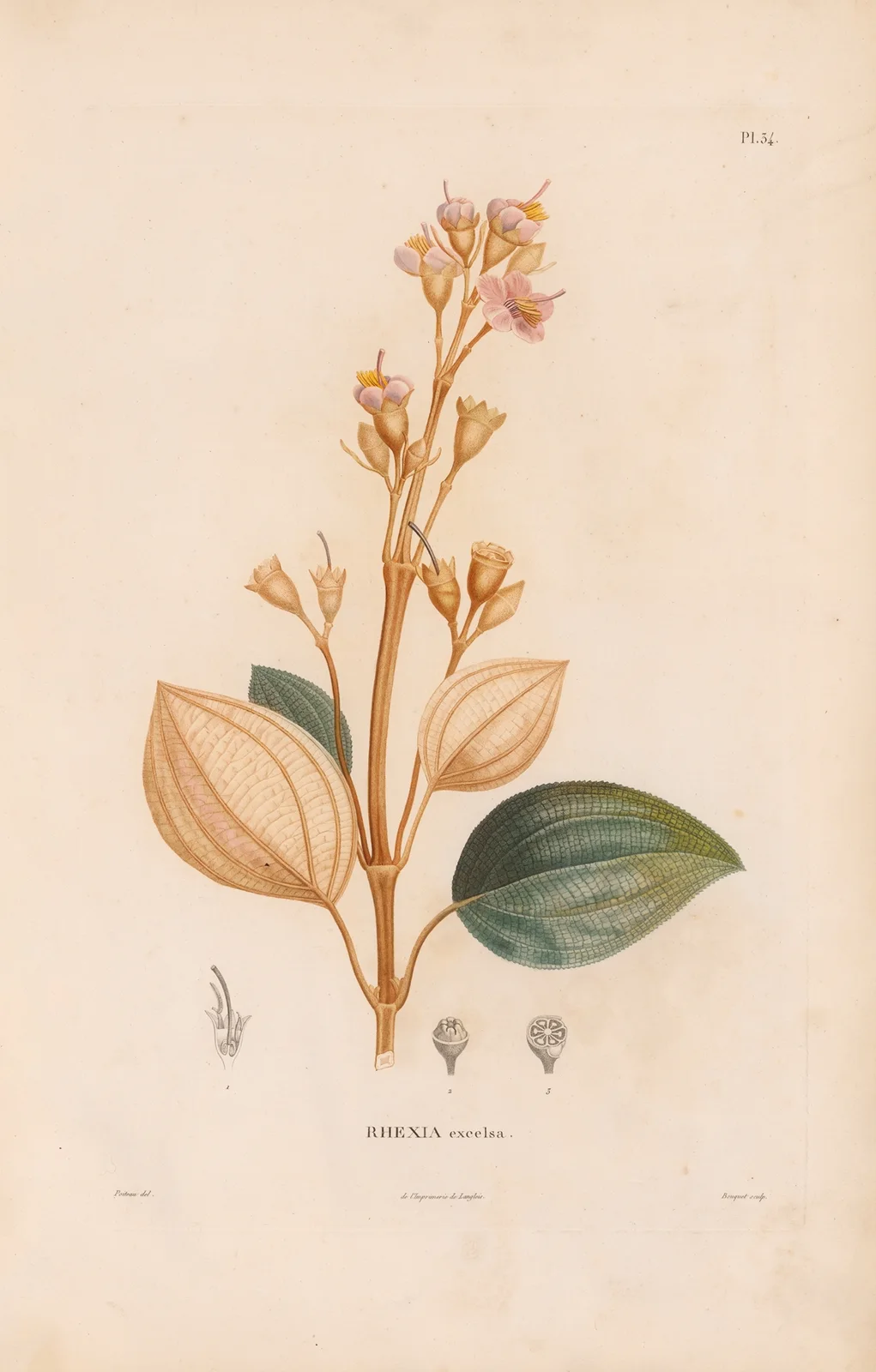Botanique Pl.28 av Alexander von Humboldt