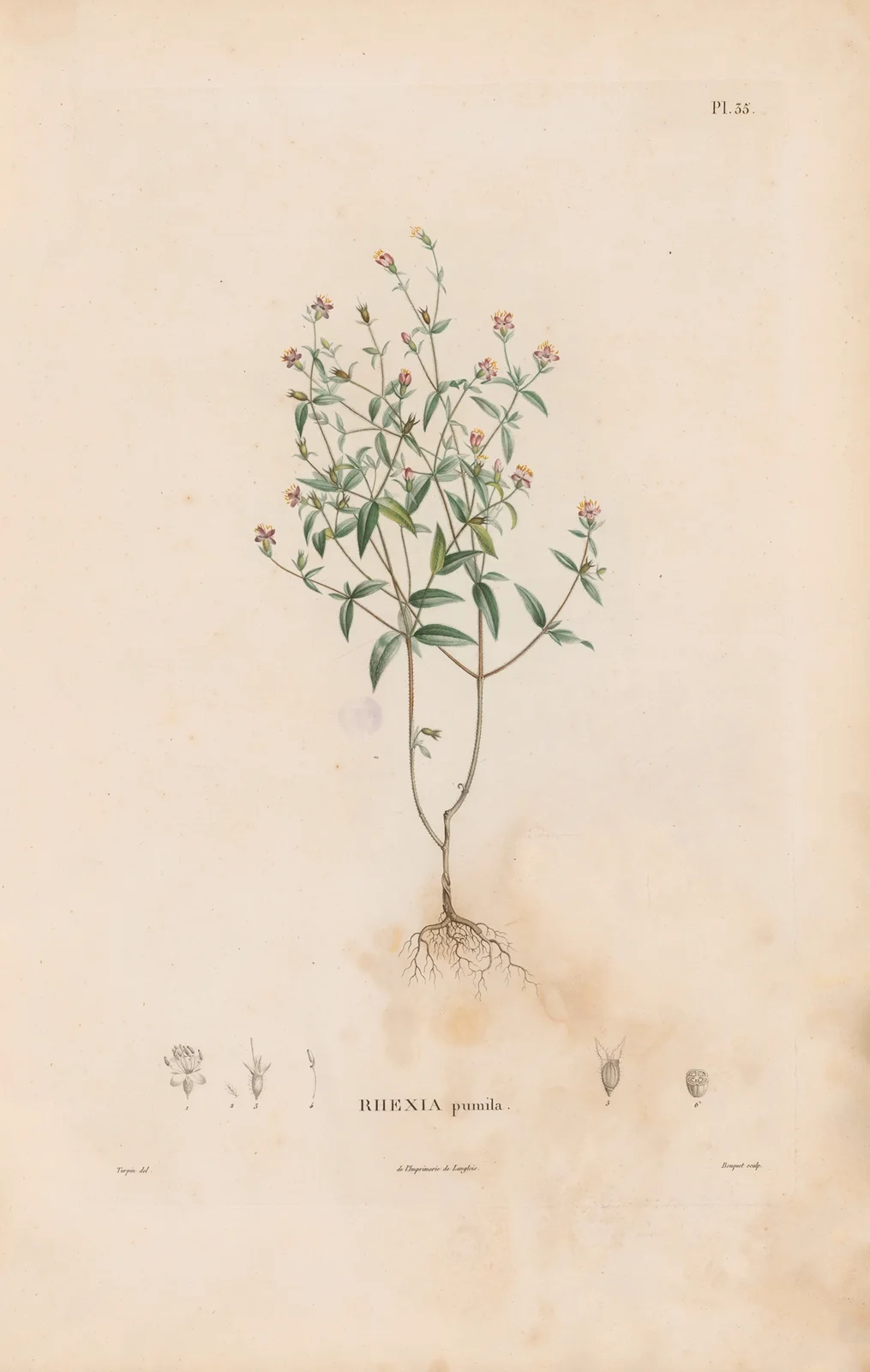 Botanique Pl.29 av Alexander von Humboldt