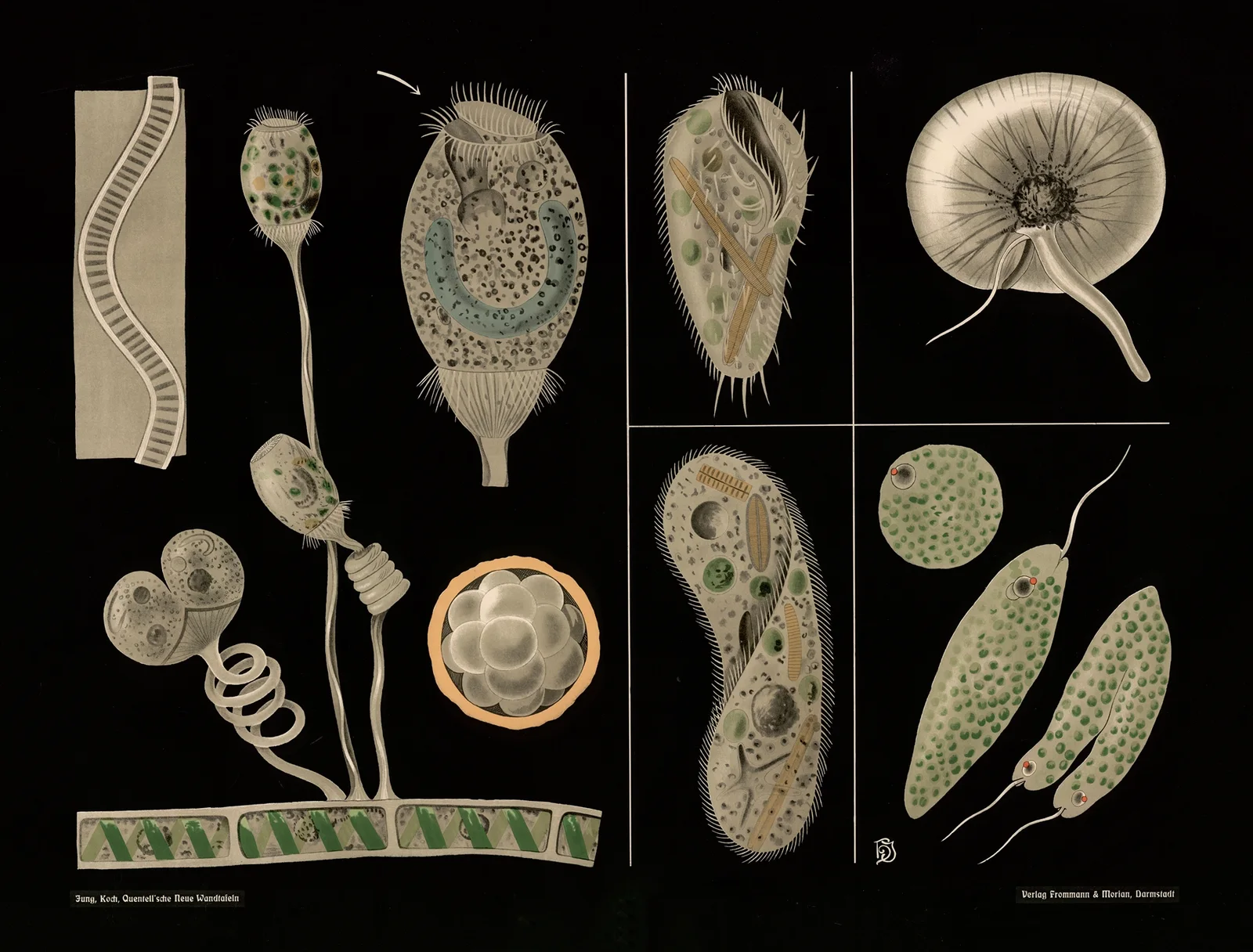 Ciliates (Vorticella. Paramecium. Stylonichia, Euglena, Noctiluca) av Gottlieb von Koch
