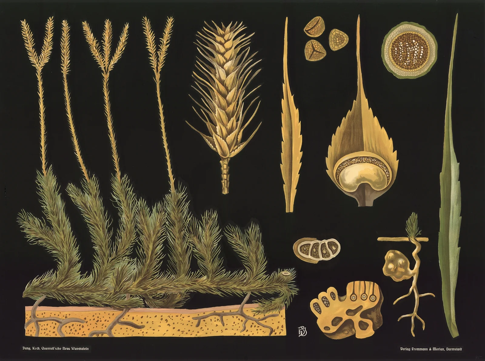 Clubmoss (Lycopodium clavatum) av Gottlieb von Koch