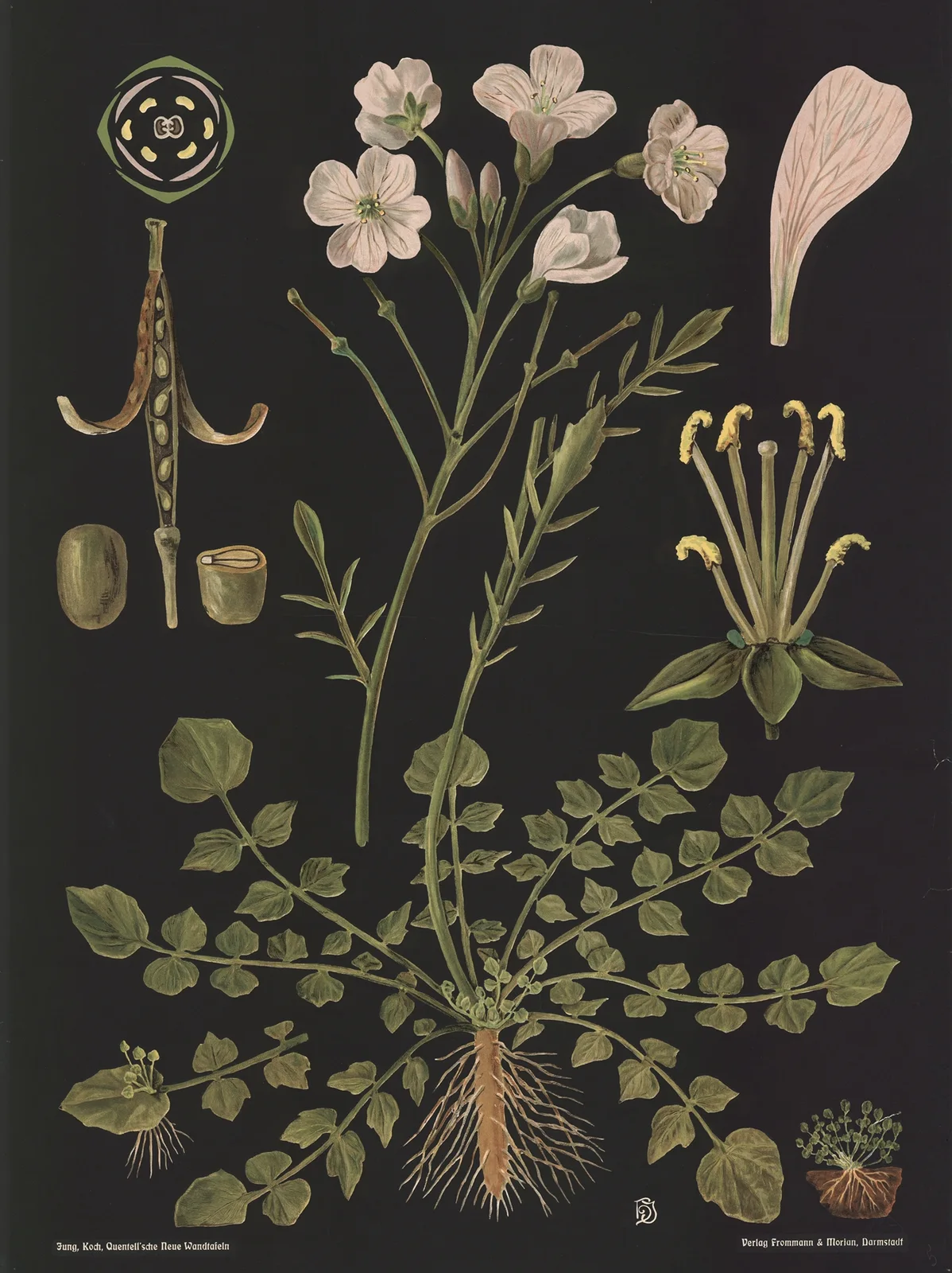 Cuckoo Flower (Cardamine pratensis) av Gottlieb von Koch