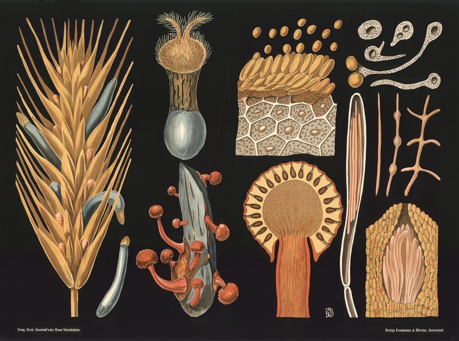 Ergot fungus (Claviceps purpurea) av Gottlieb von Koch
