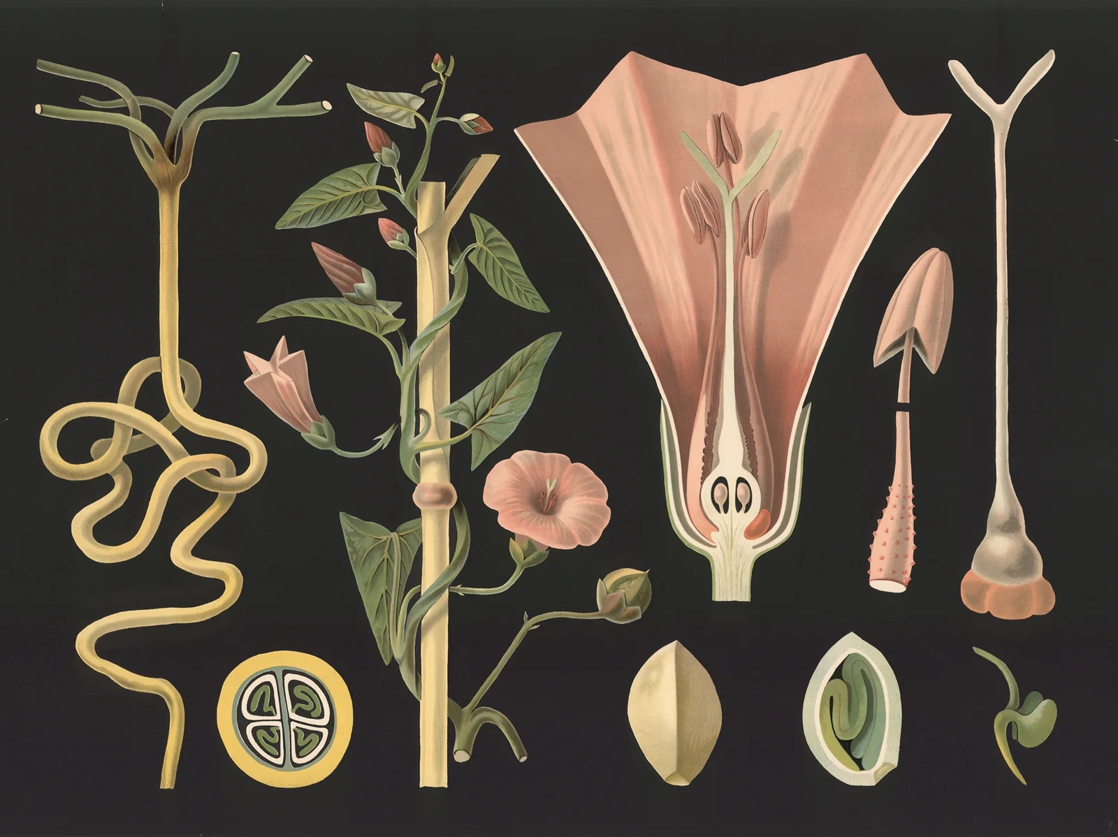 Field bindweed (Convolvulus arvensis) av Gottlieb von Koch