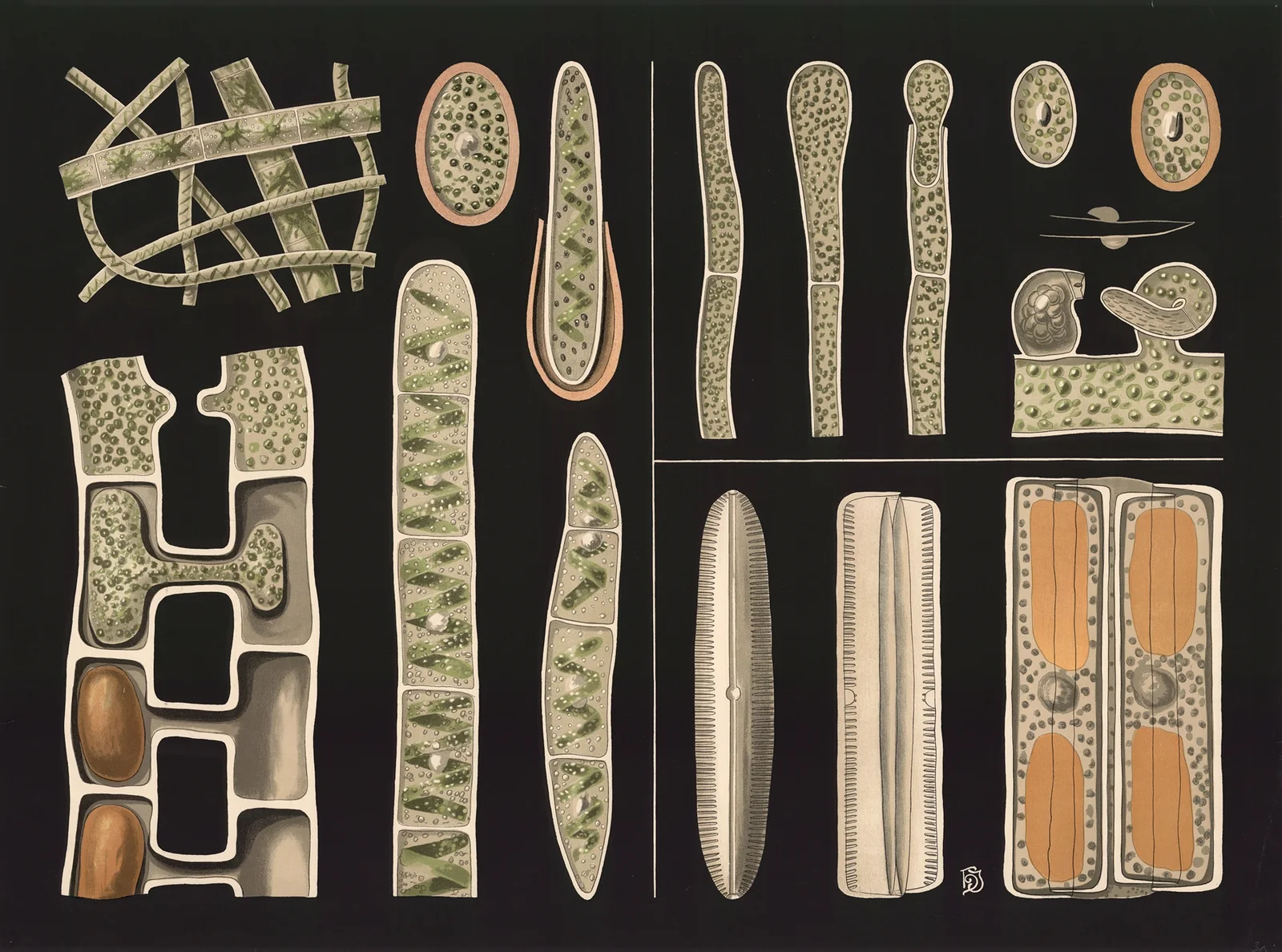 Freshwater algae (Spirogyra, Pinnularia, Vaucheria) av Gottlieb von Koch