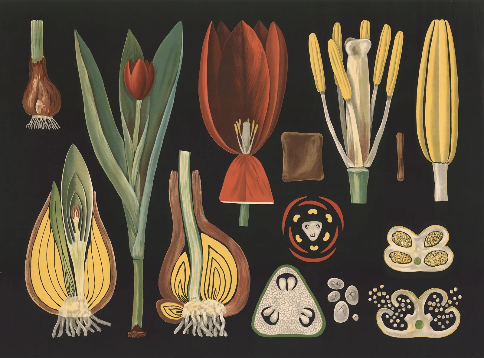 Garden tulip (Tulipa gesneriana) av Gottlieb von Koch