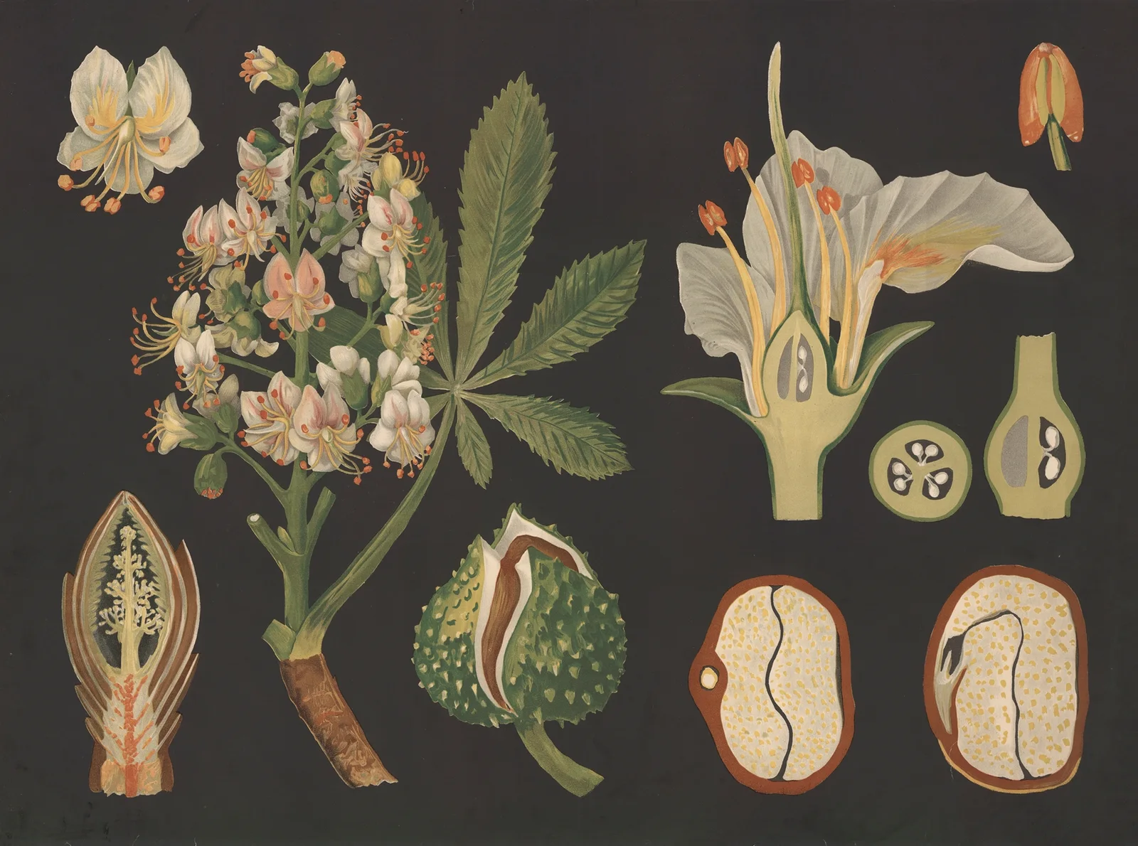 Horse chestnut (Aesculus hippocastanum) av Gottlieb von Koch