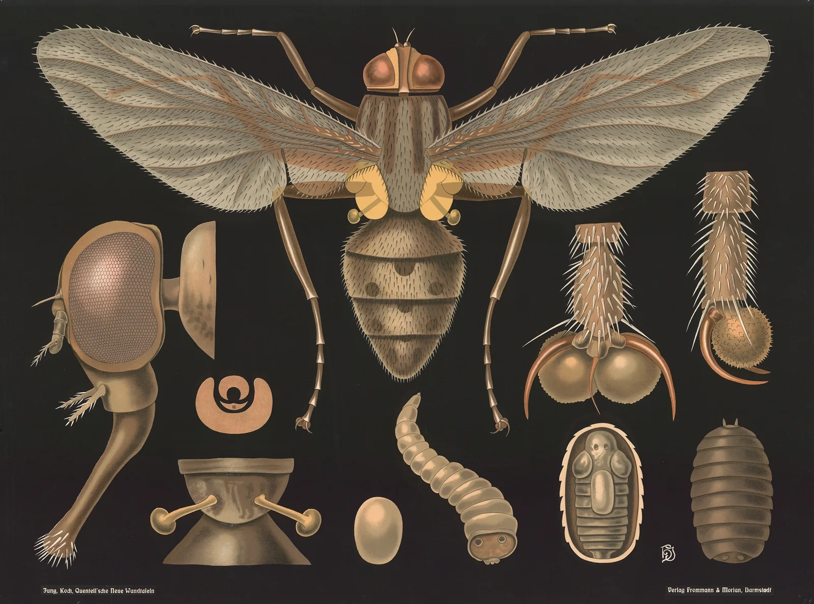 Housefly (Musca domestica) av Gottlieb von Koch