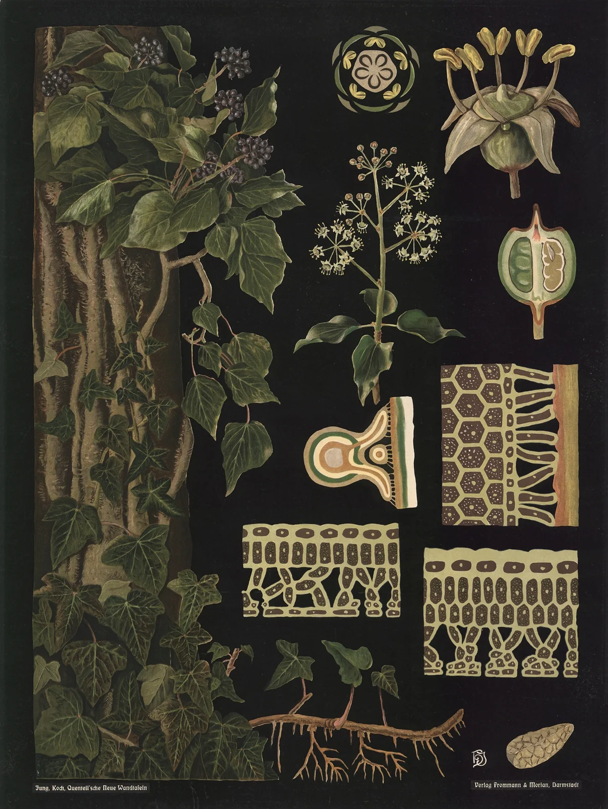 Ivy (Hedera helix) av Gottlieb von Koch
