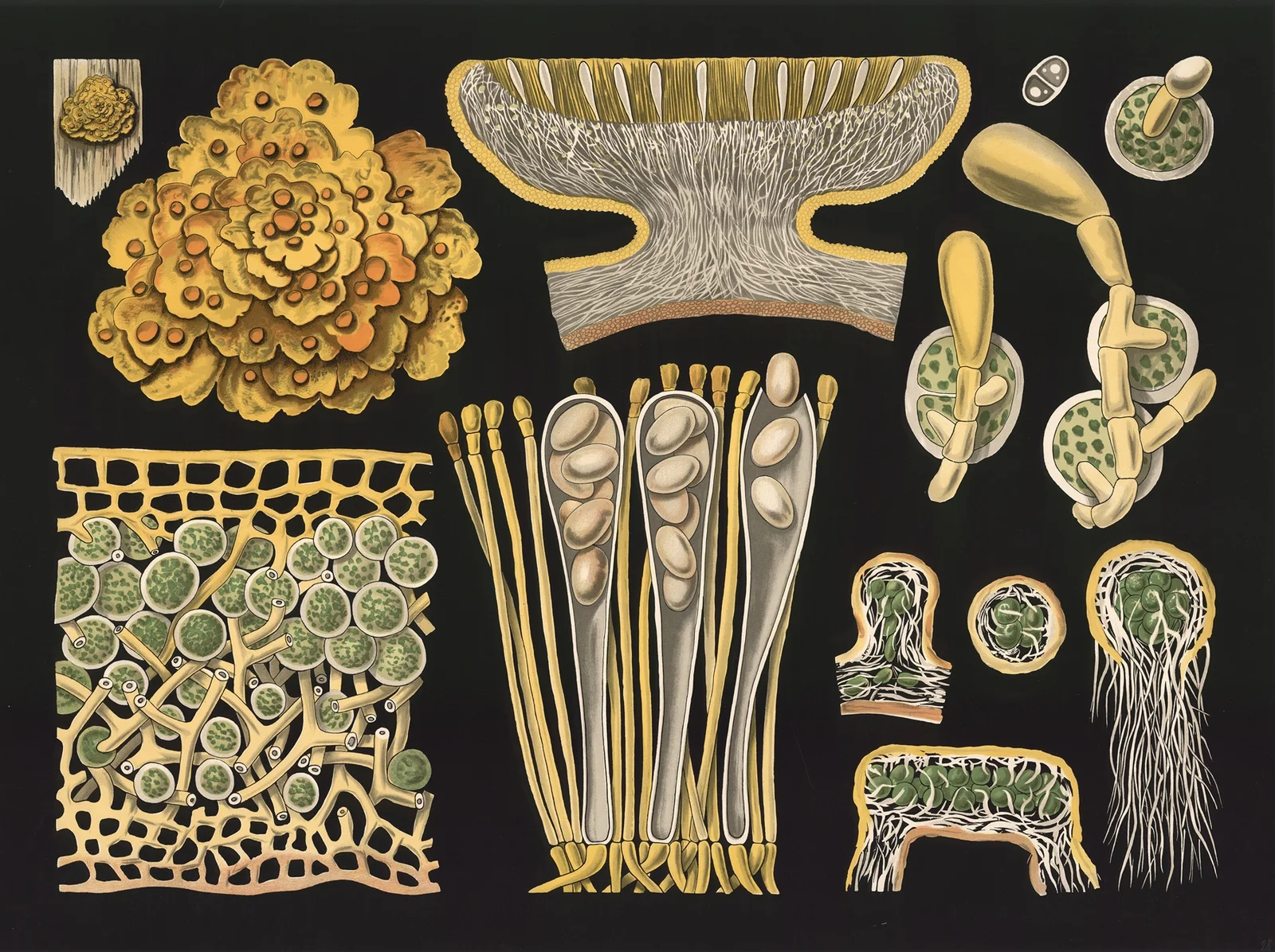 Lichen (Xanthoria parietina) av Gottlieb von Koch