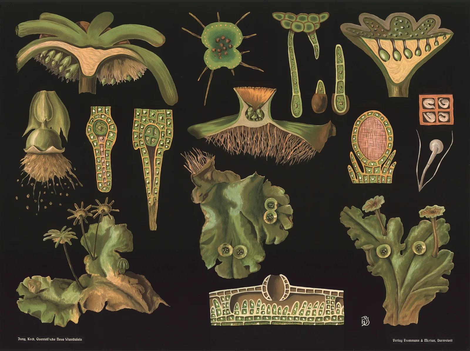 Liverwort (Marchantia polymorpha) av Gottlieb von Koch
