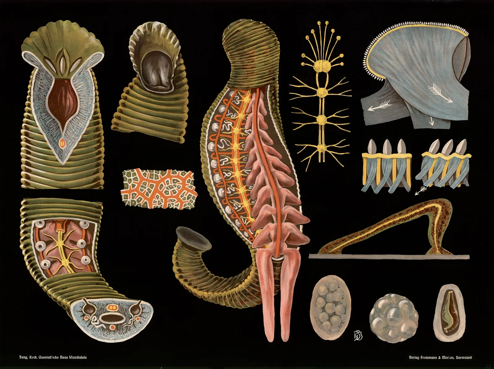 Medicinal leech (Hirudo medicinalis) av Gottlieb von Koch