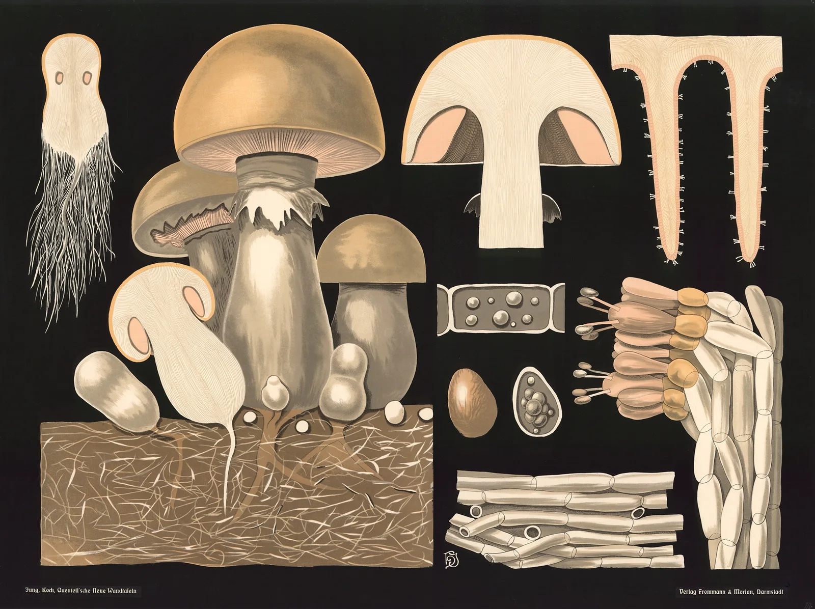 Mushroom (Agaricus campestris) av Gottlieb von Koch