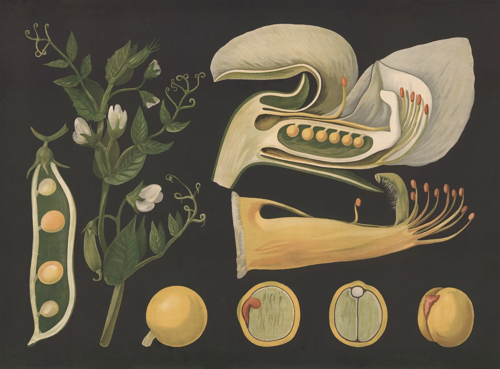 Pea (pisum) av Gottlieb von Koch