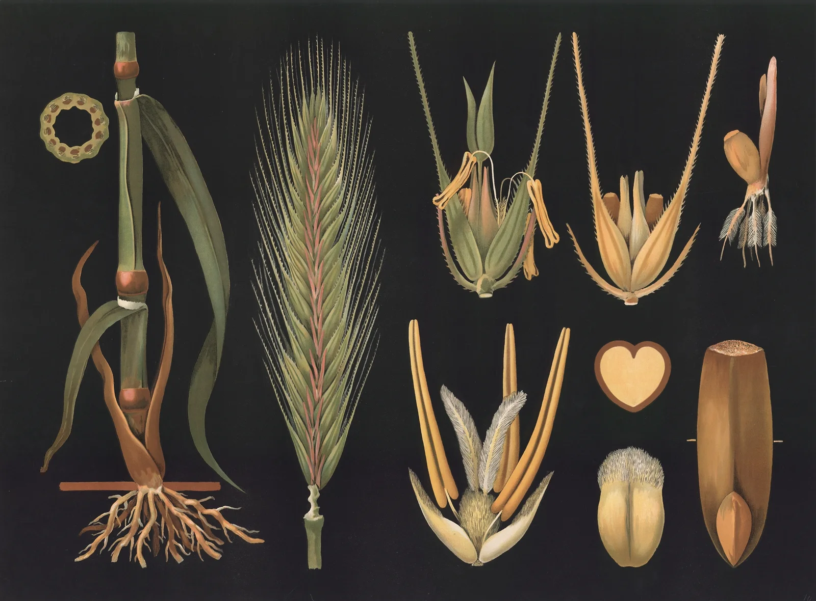 Rye (Secale cereale) av Gottlieb von Koch