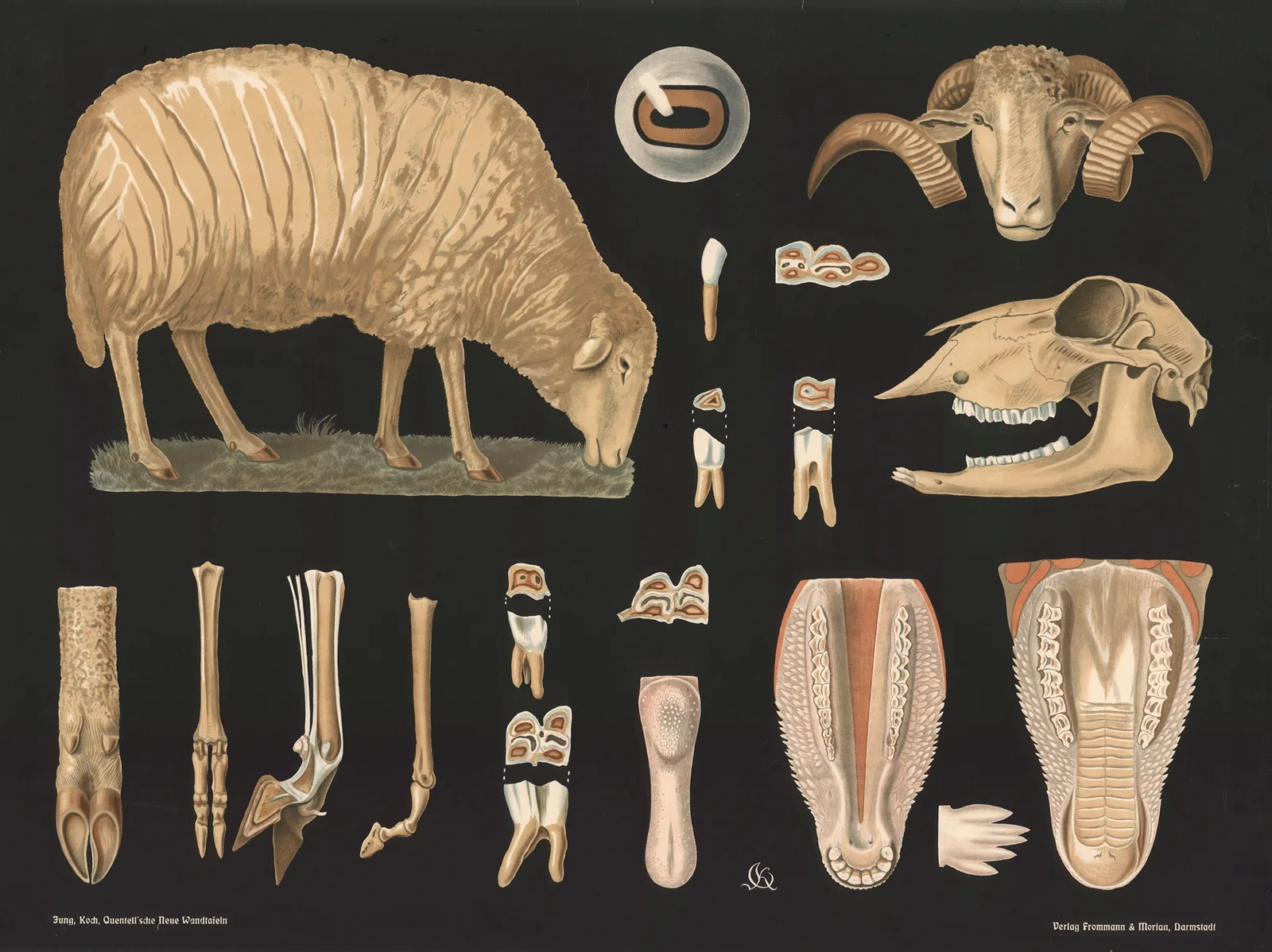 Sheep (Ovis aries) av Gottlieb von Koch