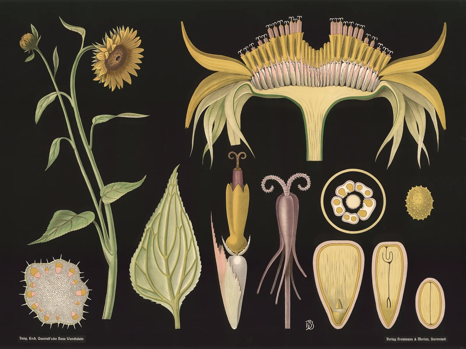 Sunflower (Helianthus annuus) av Gottlieb von Koch