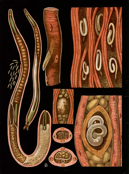 Trichinella spiralis av Gottlieb von Koch