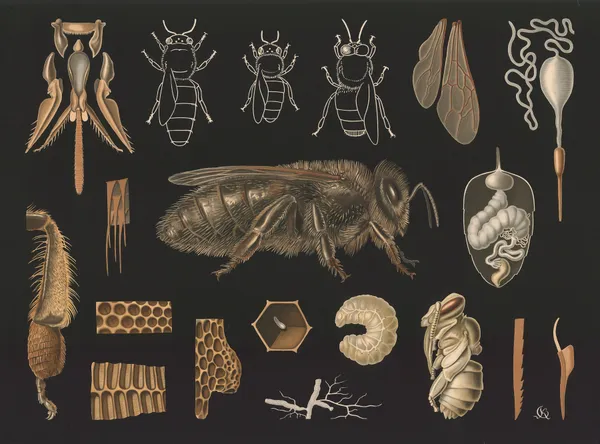 Western honey bee (Apis mellifera) av Gottlieb von Koch