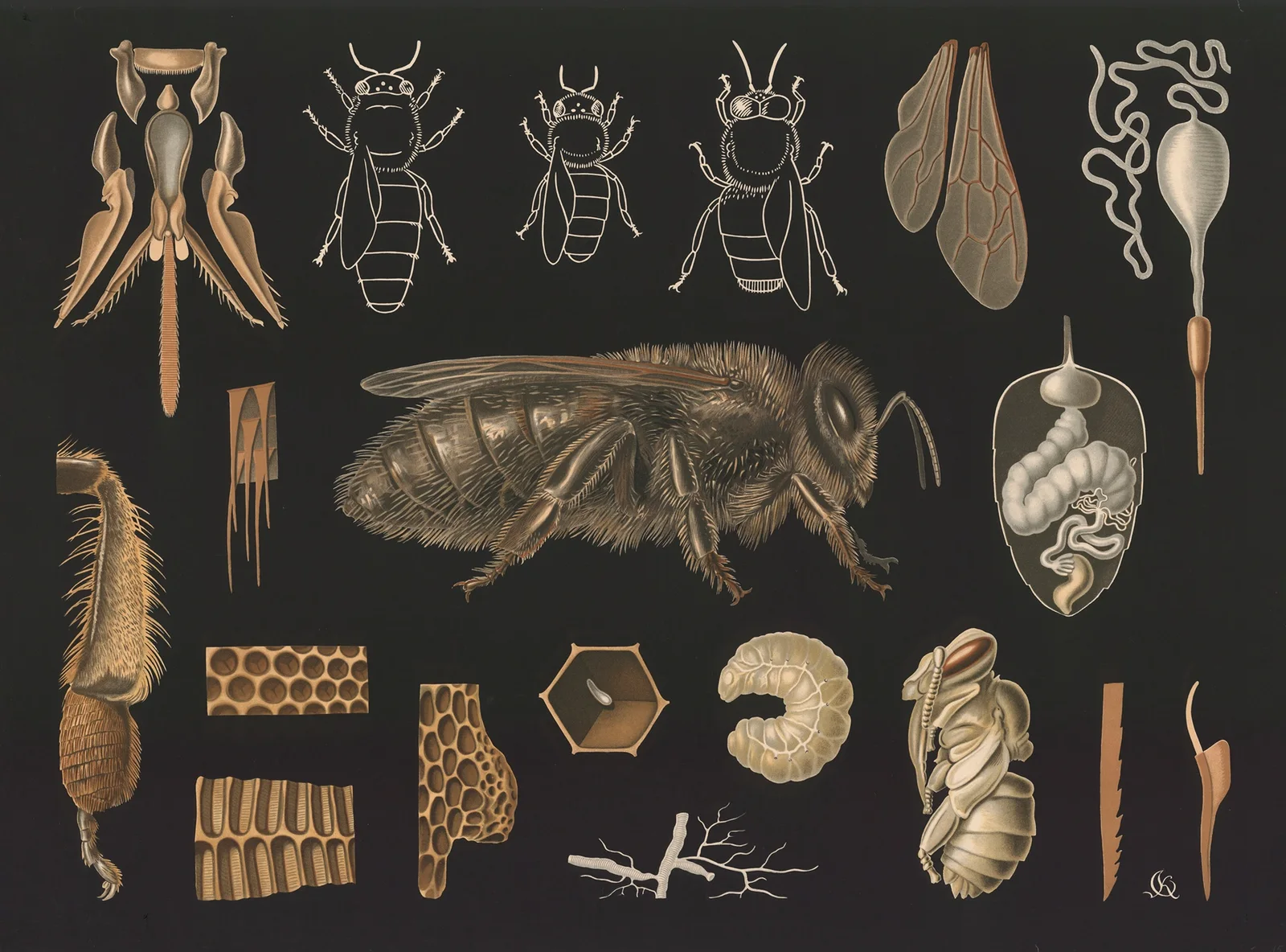 Western honey bee (Apis mellifera) av Gottlieb von Koch