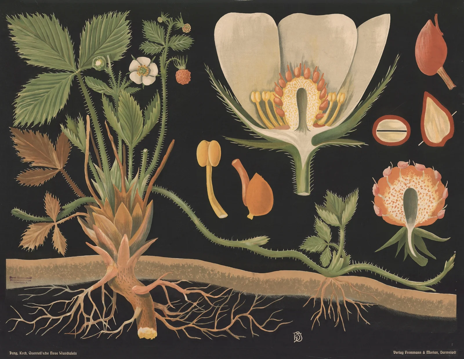 Wild strawberry (Fragaria vesca) av Gottlieb von Koch