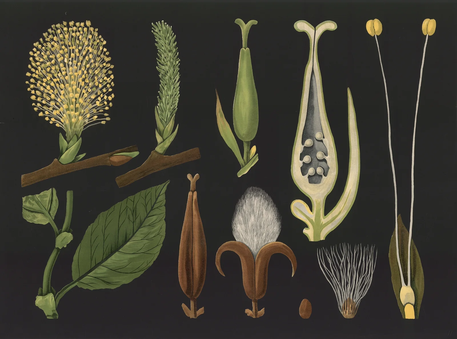 Willow (Salix caprea) av Gottlieb von Koch