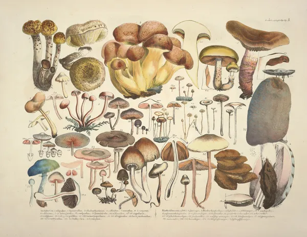 Naturgetreue Abblidungen und Beschreibungen der essbaren, schädlichen und verdächtigen Schwämme Pl.03 av Julius Vincenz von Krombholz