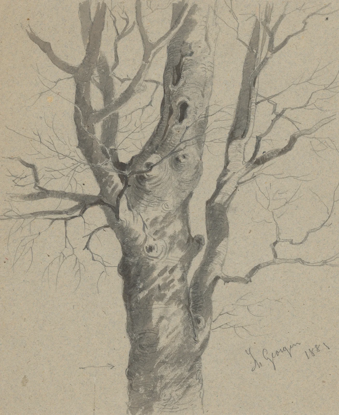 Study of a Knotted Tree Trunk av Friedrich Carl von Scheidlin