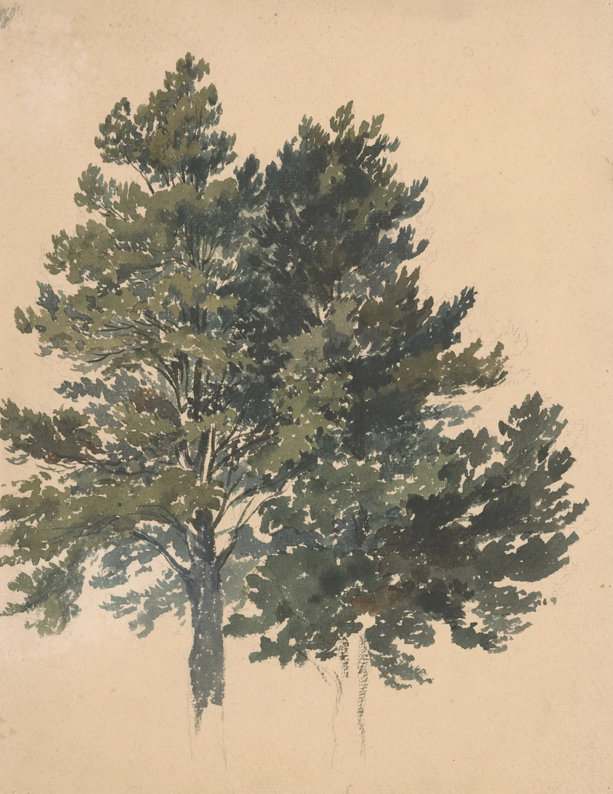 Study of a Treetop av Friedrich Carl von Scheidlin